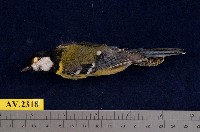 藏品(青背山雀)的圖片
